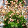 Geum Petticoats Pich Гравилат Петтикоатс Пич фото 1 