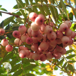 Рябина Пинк Вейл