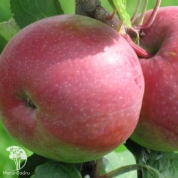 Яблоня Июльское Черненко