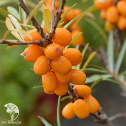 Облепиха Ажурная (женская форма)