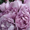 Роза чайно-гибридная Генри Идланд фото 1 
