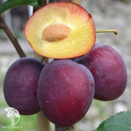Слива гибрид Империал + Шарафуга (слива х персик х абрикос)