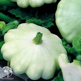 Патиссон Летающая тарелка + Солнышко (Серия Дуэт)