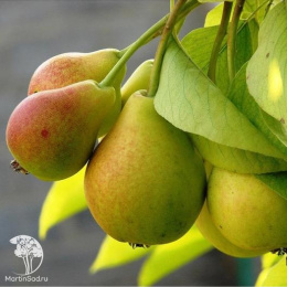 Груша гибрид Лада + Москвичка