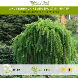 Лиственница кемпфера Стиф Випер