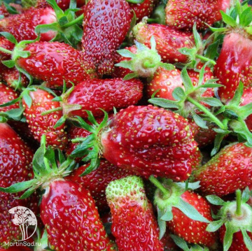 Фото Земклуника Купчиха улучшенная