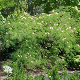 Альбиция ленкоранская Эрнст Вилсон
