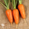 Морковь Шантенэ 2461 фото 1 