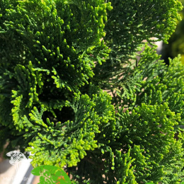 Кипарисовик туполистный Нана Грацилис на штамбе