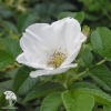 Роза ругоза Альба фото 3 