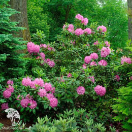  Рододендрон каролинский П.Ж.М. Регал