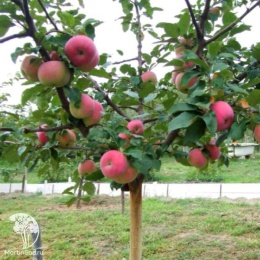 Яблоня домашняя Кокс Оранж Пиппин на штамбе