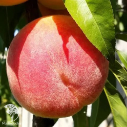 Персик Вайн Голд