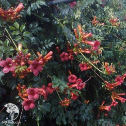 Кампсис укореняющийся Габор