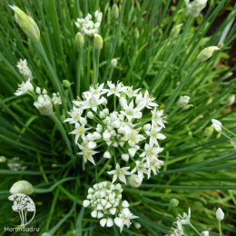 Лук душистый Пикантный ---  Мн