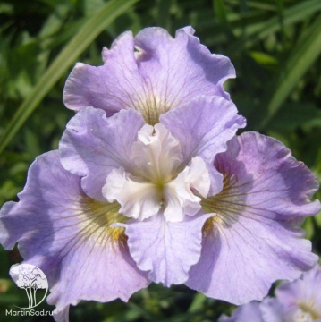 Фото Ирис сибирский Даун Вальц