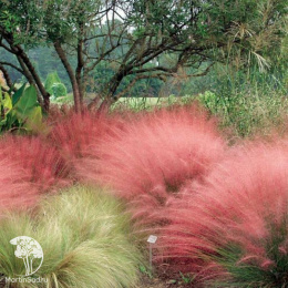 Мюленбергия волосовидная Рози
