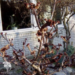  Каштан конский обыкновенный Мунстроза