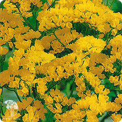 Лимониум Бондуели