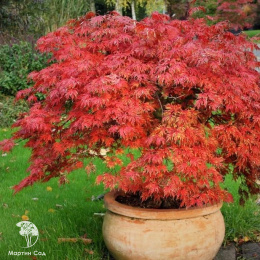 Клён японский пальмолистный Оранжеола