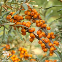 Облепиха Ажурная (женская форма)