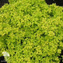 Спирея густоцветковая японская Дабл Плэй Голд Ян