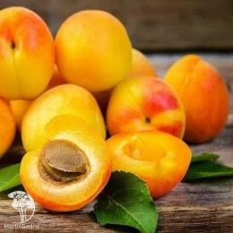 Абрикос гибрид Графиня+Деликатесный