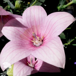 Платикодон крупноцветковый (Ширококольчик) розовый