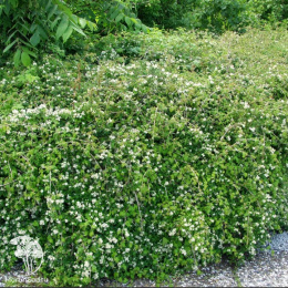 Стефанандра Танаки