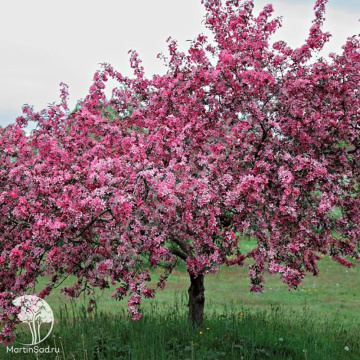 Фото Яблоня декоративная Хелена