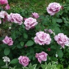 Роза чайно-гибридная Шарль де Голь фото 2 