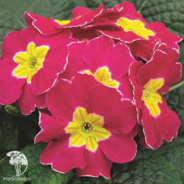 Примула Маджента F1 (бесстебельная)