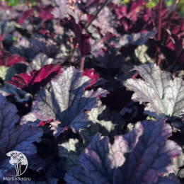 Гейхера Фростед Вайолет