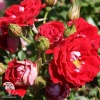 Роза миниатюрная Мейди фото 2 