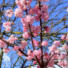 Калина фаррера Нанум на штамбе