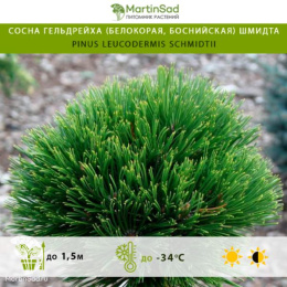 Сосна Гельдрейха (белокорая, боснийская) Шмидта