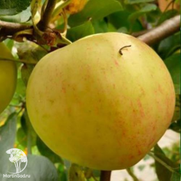 Сверхвыгодный комплект! Яблоня Юбиляр + опылитель яблоня Уэлси