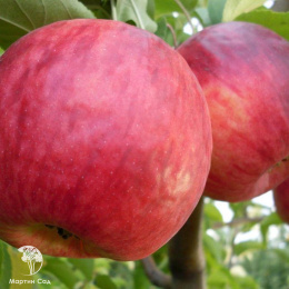Яблоня домашняя Ражевски