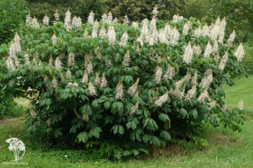 Фото Каштан конский мелкоцветковый