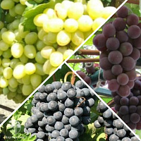 Комплект Виноград с опылителем