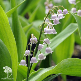  Ландыш майский Розеа