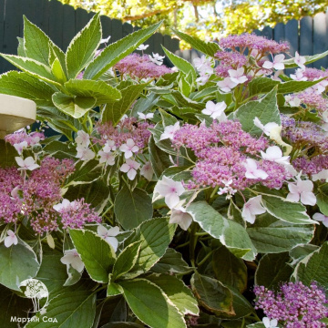 Фото Гортензия крупнолистная Лайт-О-Дэй