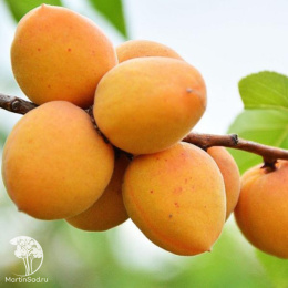 Абрикос Погремок