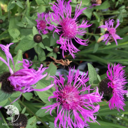  Василек горный Кара Миа