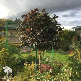 Пузыреплодник калинолистный Диабло на штамбе