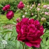 Пион Молочноцветковый Адольф Руссо фото 1 