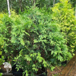 Туя западная Вареана