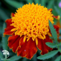 Бархатцы откл. Тигровые глаза (Тагетес) 