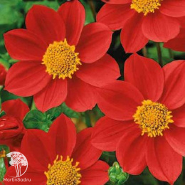 Георгина Красная шапочка (красная)