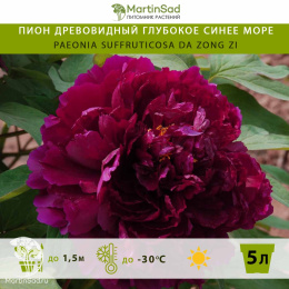 Пион древовидный Глубокое синее море